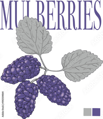 Mulberries fruit colored hand drawn illustration with text