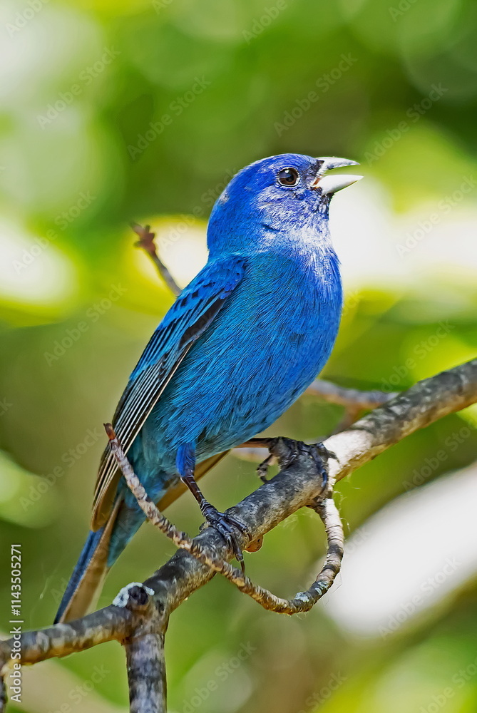 Indigo Bunting