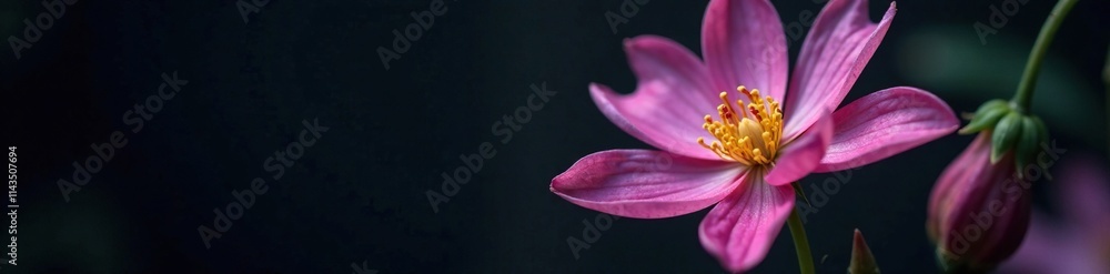 Aquilegia blossom's unique shape and delicate petals against the dark background, catchment, closeup Aquilegia blossom's unique shape and delicate petals against the dark background, catchment, closeup
