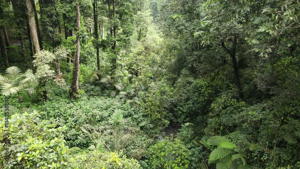 Serene River and Hidden Waterfall in Lush Forest Serene River and Hidden Waterfall in Lush Forest