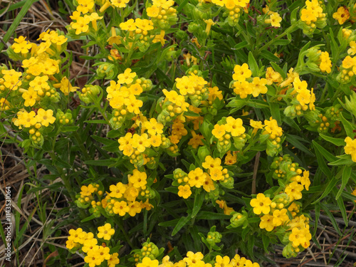 Lithospermum caroliniense | Carolina Puccoon | Hairy Puccoon | Carolina Gromwell | Native North American Prairie Wildflower photo