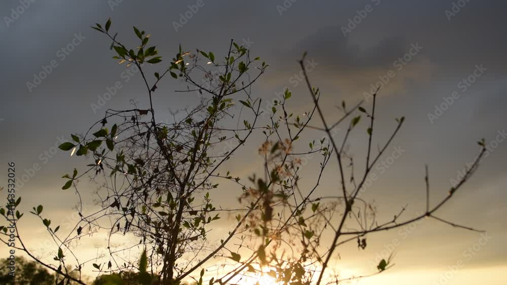 Monsoon is coming, The sky is overcast with thick clouds, Rain clouds are coming Monsoon is coming, The sky is overcast with thick clouds, Rain clouds are coming
