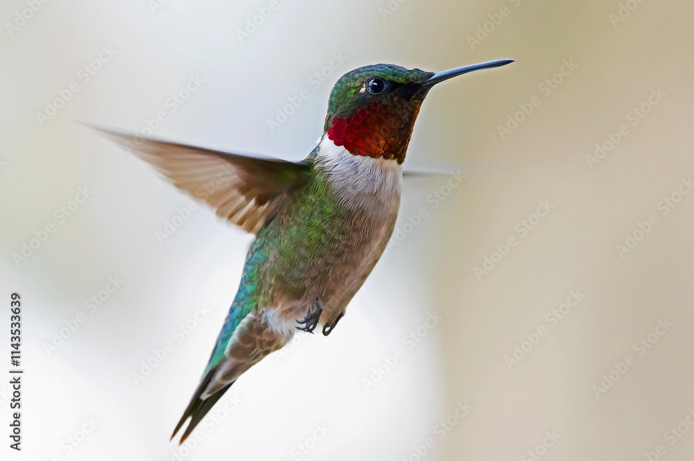 hummingbird in flight hummingbird in flight
