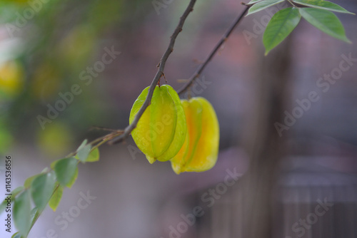 Fresh ripe star fruit in orchard