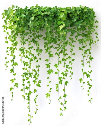 Ornamental Green Vines Cascading from String, Isolated on White Background with Ample Copy Space