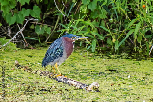 green heron