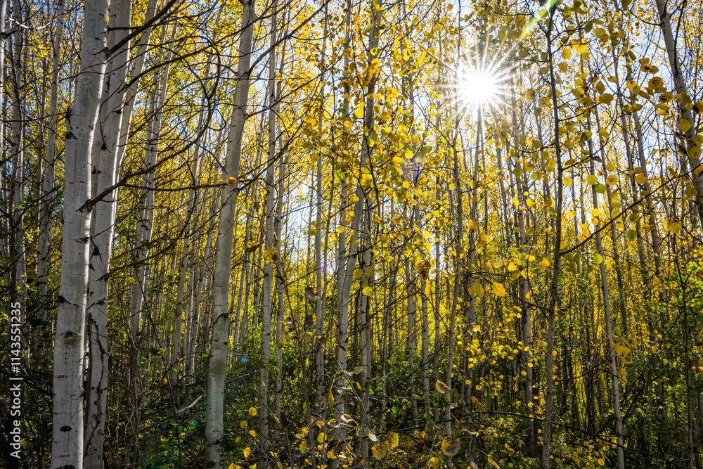 Obraz premium Fall Colors