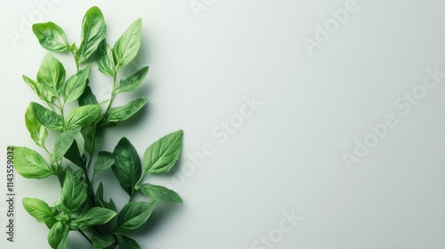 Wallpaper Mural Stylishly arranged aromatic leaves on a minimalist mockup ideal for culinary graphics or recipe layouts, featuring plenty of space for text. Torontodigital.ca