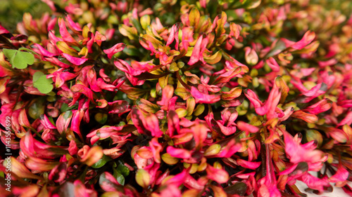 A vibrant close-up of lush pink and green foliage, showcasing the intricate details and colors of the leaves. Perfect for nature, gardening, and botanical themes.