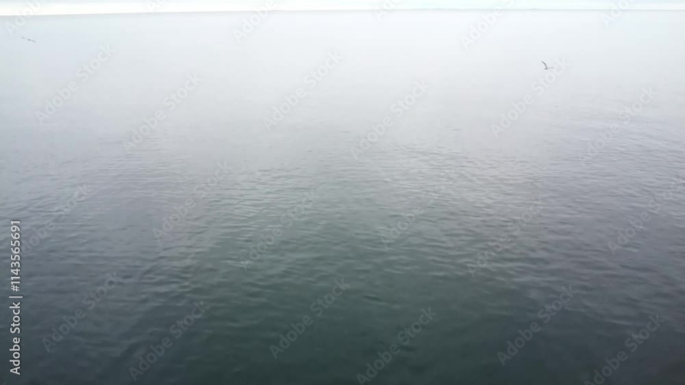 Video shot of a small bird flying across a calm lake where daylight is reflected Video shot of a small bird flying across a calm lake where daylight is reflected