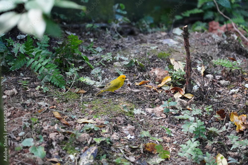 Obraz premium The Orange Canary is a vibrant and striking bird known for its brilliant orange plumage, often found in domestic breeds of canaries. 