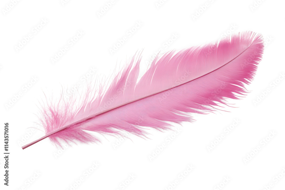 a single pink feather isolated on a transparent background the feather has a soft. delicate texture and is arranged horizontally the feather is in focus and the background is blurred a single pink feather isolated on a transparent background the feather has a soft. delicate texture and is arranged horizontally the feather is in focus and the background is blurred