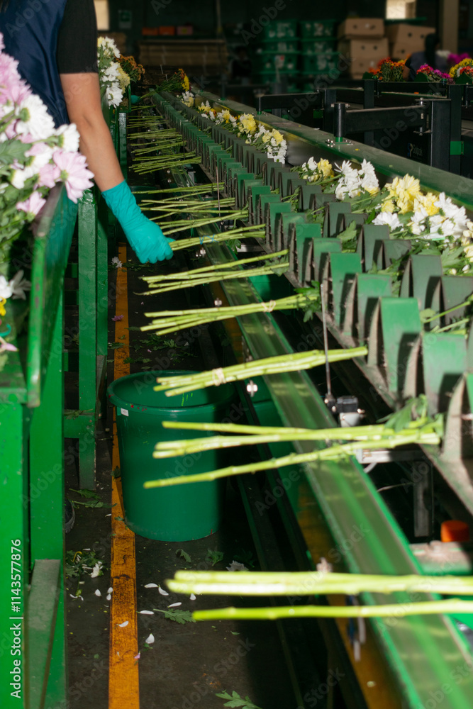 Industrial Flower Production in Colombia Industrial Flower Production in Colombia
