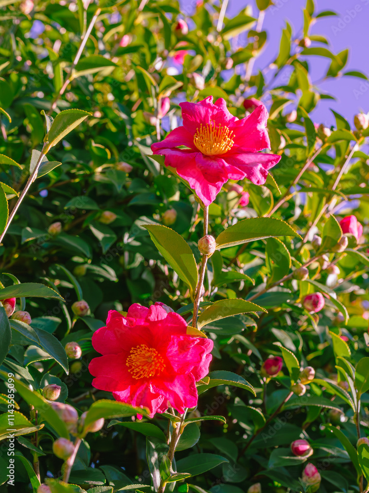 赤い椿の花 クローズアップ 赤い椿の花 クローズアップ