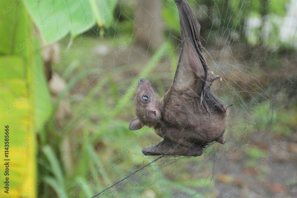 Obraz premium bat caught in net