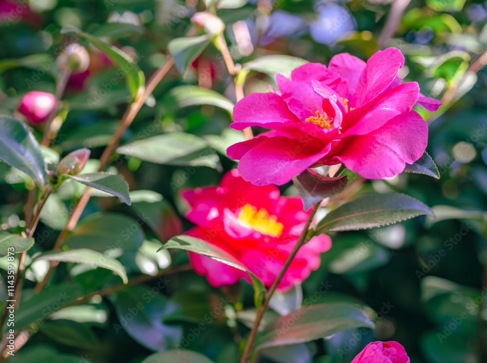 Fototapeta premium 赤い椿の花 クローズアップ