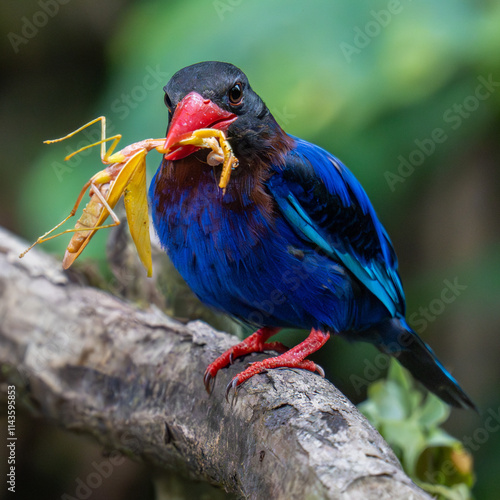 Javan kingfisher and prey on branch