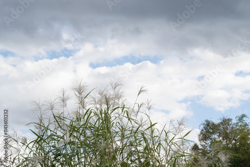 秋風に揺られる野原のススキ photo