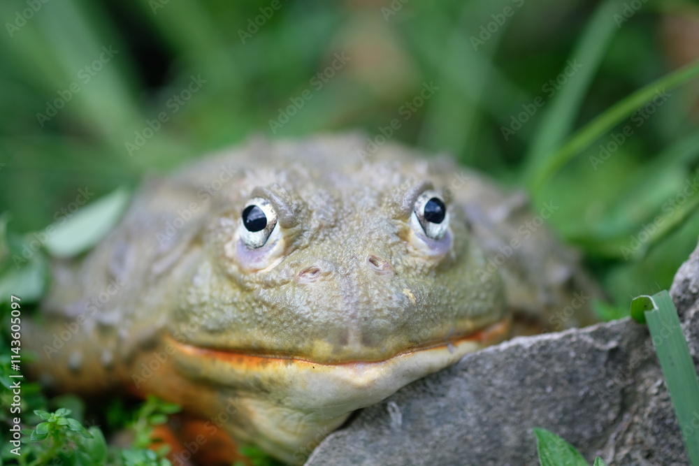 Obraz premium African Bullfrog