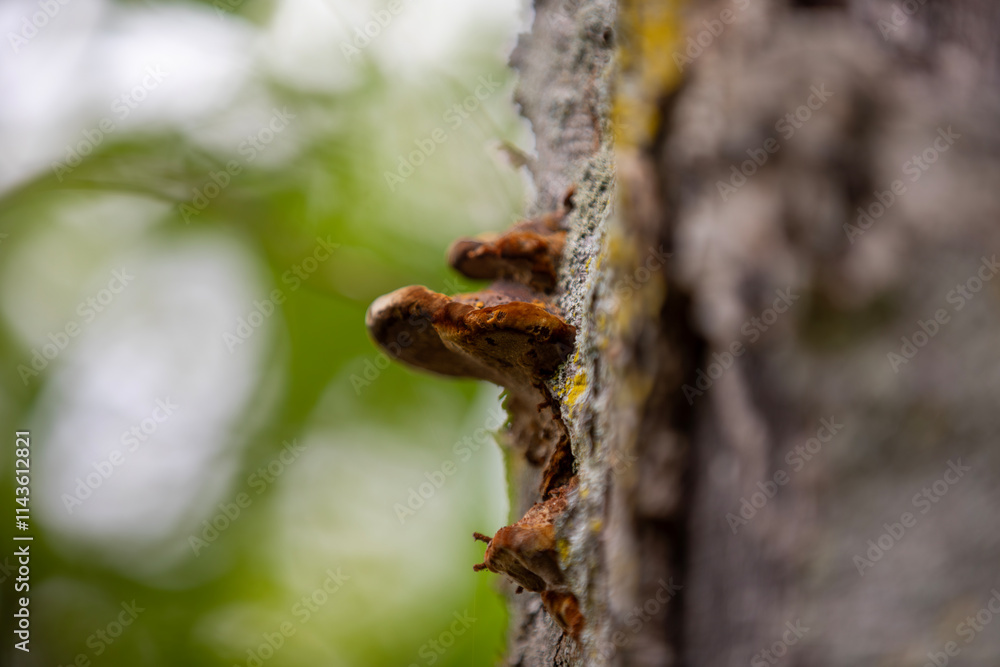Mushrooms growing on the trunk of a tree. Mushrooms growing on the trunk of a tree.