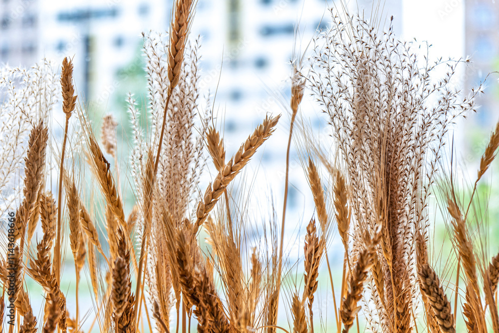 Fototapeta premium Wheat stalks displayed in a wooden planter by a window, illuminated by natural sunlight. Concept of rustic interior decoration