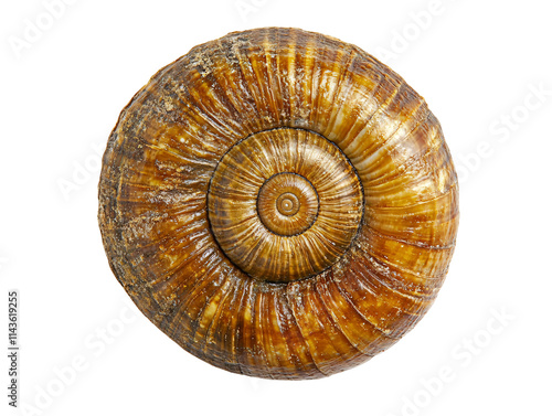 a close up of a snail shell photo