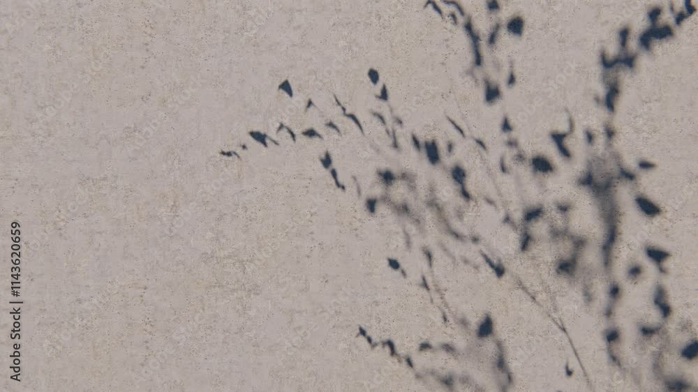 shadow overlay wall texture sunlight leaf shade abstract 3d render. shadows light nature plant leaves branch tree foliage design backdrop. wallpaper mockup background white effect minimal natural.