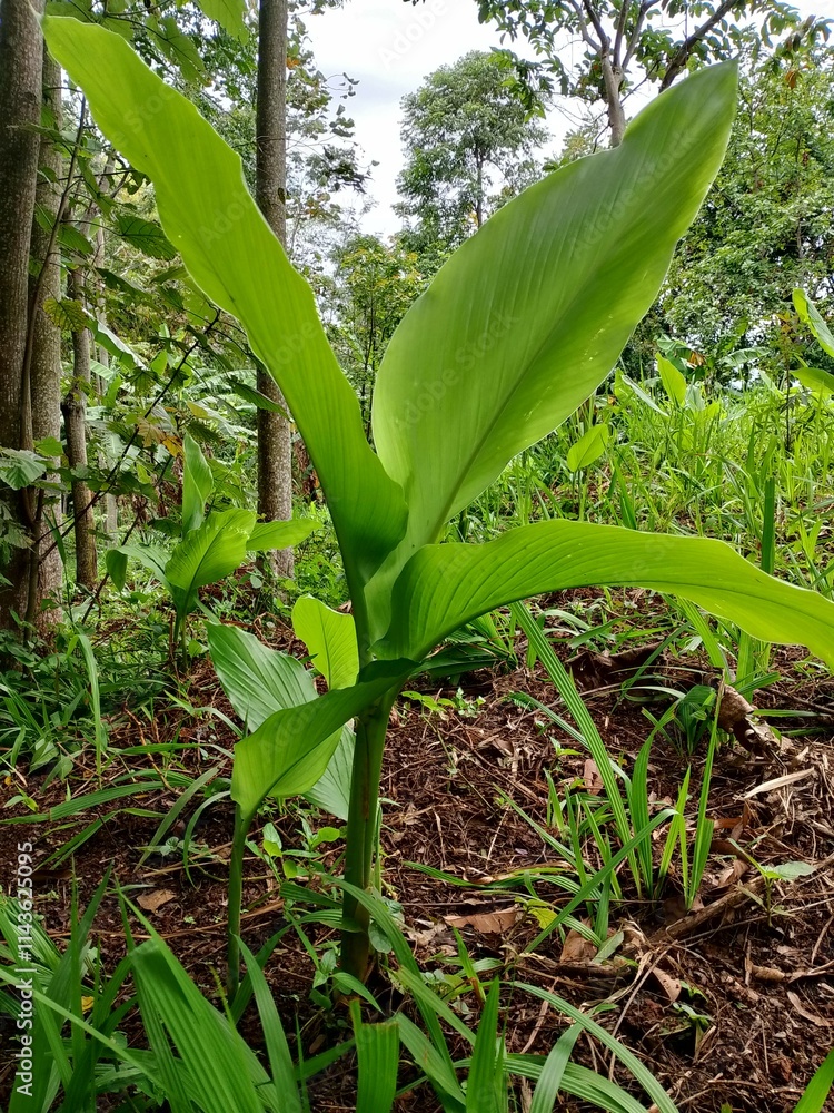 Obraz premium green field