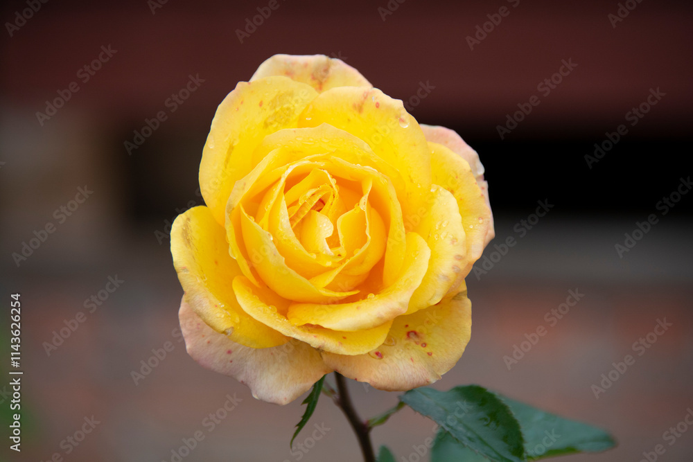 Beautiful yellow rose with water droplets after rain close-up on a blurred background Beautiful yellow rose with water droplets after rain close-up on a blurred background