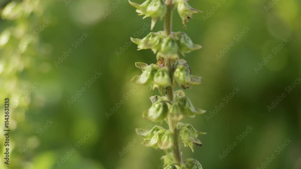 Couple of Ladybug mating on sweet basil plant. Soft light, low contrast, low angle, shallow dof. Environment Biodiversity concept. Couple of Ladybug mating on sweet basil plant. Soft light, low contrast, low angle, shallow dof. Environment Biodiversity concept.