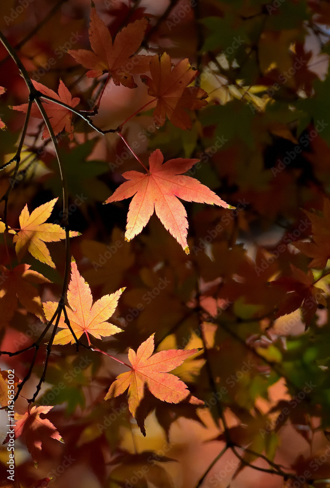 The sun shines only on certain maple leaves, making them beautiful in Tokyo The sun shines only on certain maple leaves, making them beautiful in Tokyo