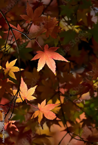 The sun shines only on certain maple leaves, making them beautiful in Tokyo