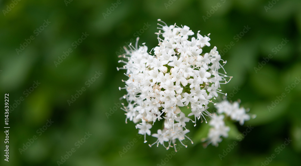 Valerian flower in nature. Summer nature. White perennial flowering valerian. Flower of valerian blossom. Valerian garden flower growing, copy space Valerian flower in nature. Summer nature. White perennial flowering valerian. Flower of valerian blossom. Valerian garden flower growing, copy space