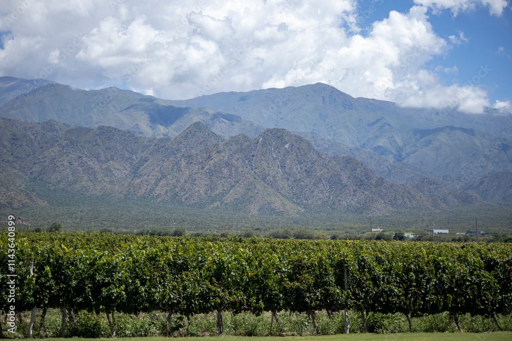 Fototapeta premium vineyard in france
