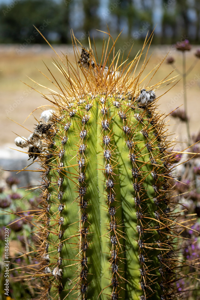 Fototapeta premium cactus with thorns