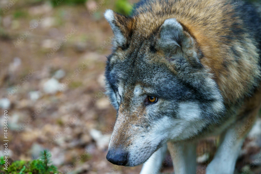 Fototapeta premium Portrait of a gray wolf (Canis lupus)