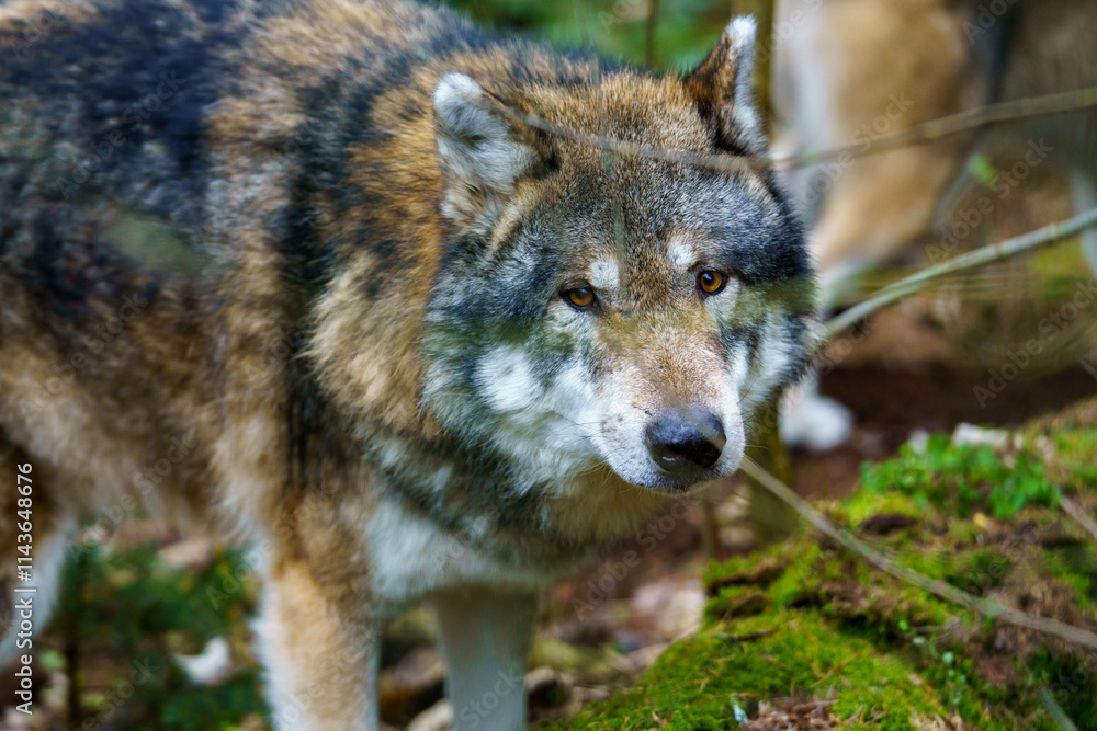 Portrait of a gray wolf (Canis lupus) Portrait of a gray wolf (Canis lupus)
