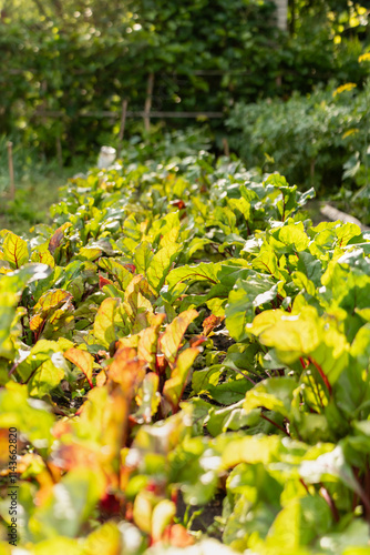 Beetroot Patch with Green Leaves and Red Veins. Red beet plantation. Concept healthy eating