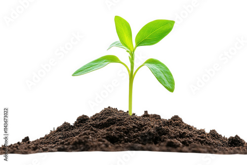 Wallpaper Mural a young green sprout growing from fertile soil. symbolizing new life. growth. and development Torontodigital.ca