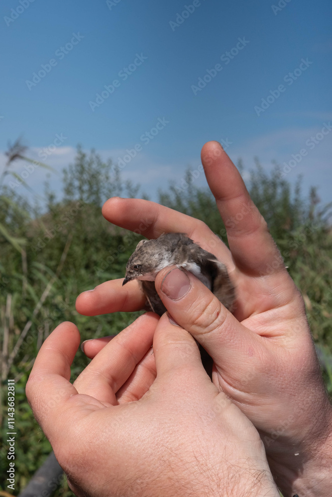 A shore swallow bird in the hands of a male ornithologist. Observing and studying European wildlife A shore swallow bird in the hands of a male ornithologist. Observing and studying European wildlife