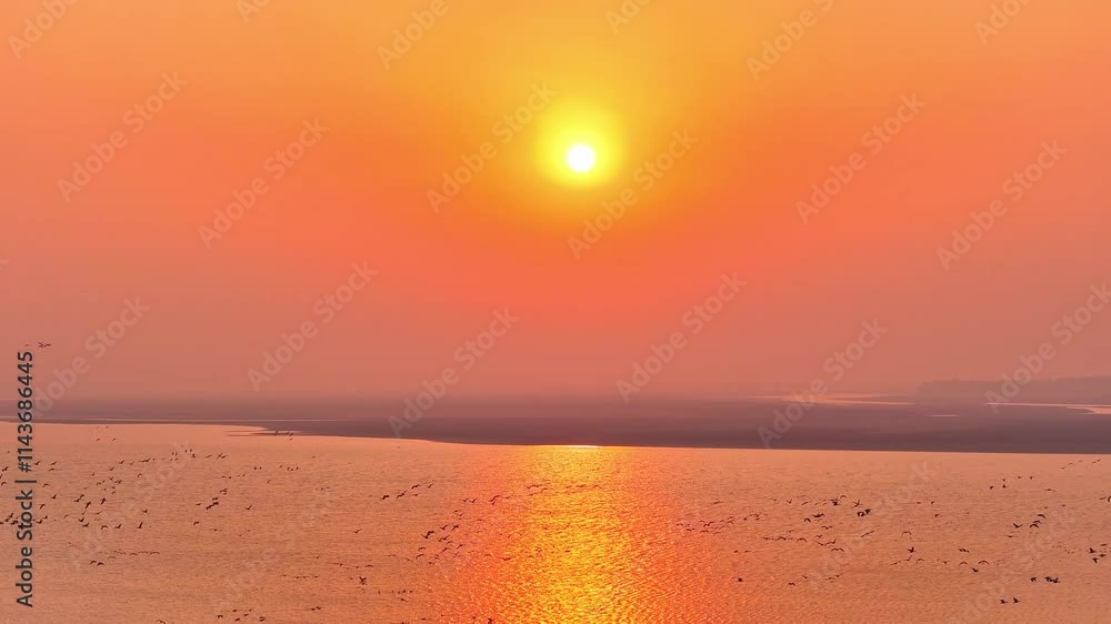 A flock of migratory birds flying in the sunset A flock of migratory birds flying in the sunset