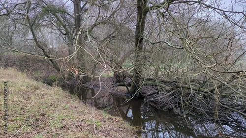 Forêt de bord de rivière (2)