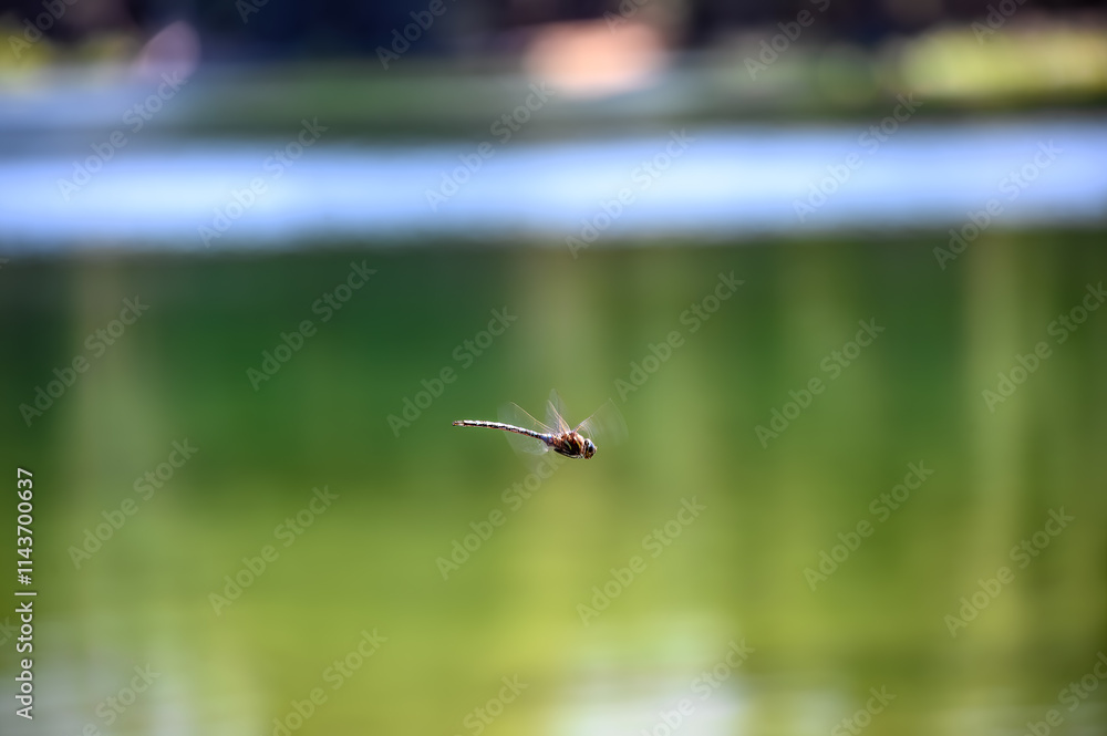 selective focus on a dragonfly in motion over a glassy lake. selective focus on a dragonfly in motion over a glassy lake.