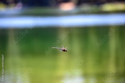 selective focus on a dragonfly in motion over a glassy lake. photo