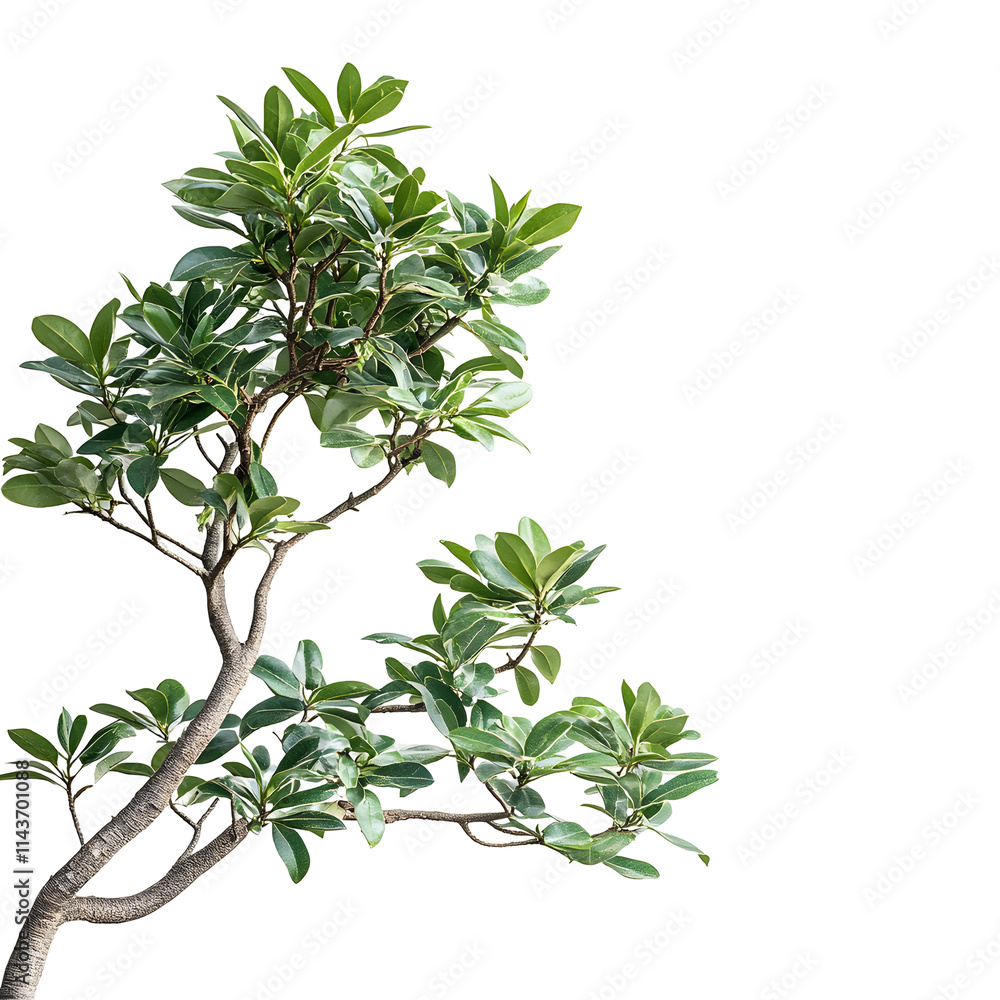 Lush Green Plant Branches Isolated on White Background, Perfect for Design Projects, Digital Art, and Graphic Resources. Lush Green Plant Branches Isolated on White Background, Perfect for Design Projects, Digital Art, and Graphic Resources.