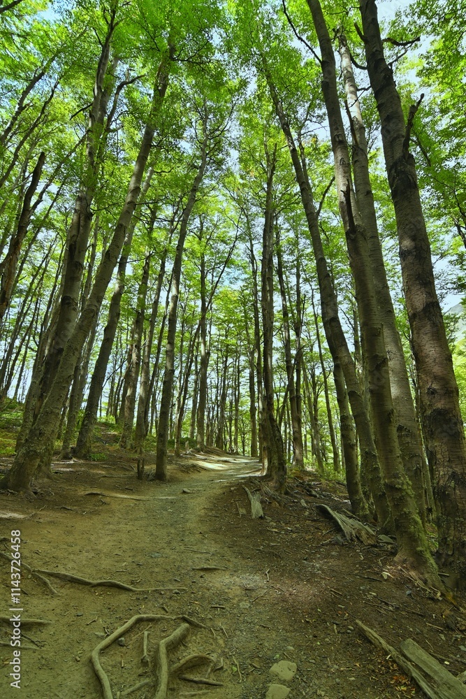 Fototapeta premium Verde como el bosque