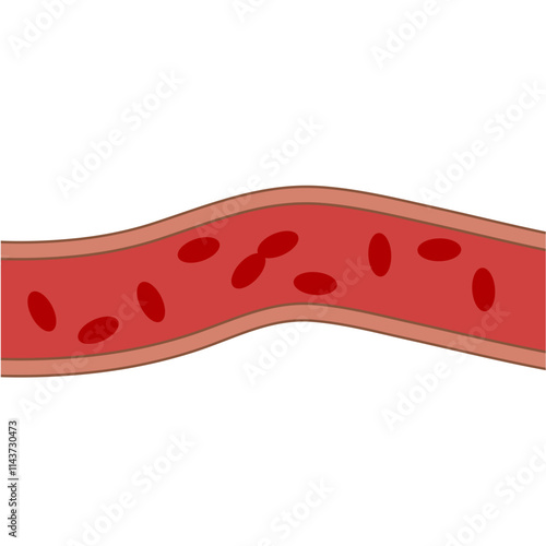 human veins. Arteries or capillaries vector illustration. Concept anatomy element for medical science. Symbol of blood system