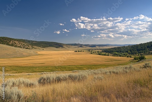 Endless fields of wheat shimmer in golden hues under the afternoon sun