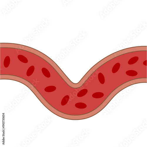 human veins. Arteries or capillaries vector illustration. Concept anatomy element for medical science. Symbol of blood system