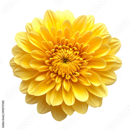 Vibrant Yellow Chrysanthemum Bloom Isolated on White Background, Detailed Flower Petals, Studio Shot